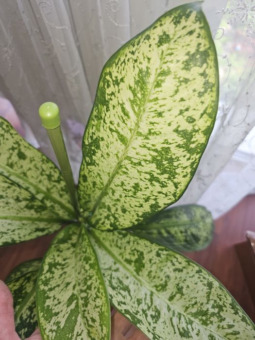 Сортовая диффенбахия Prea