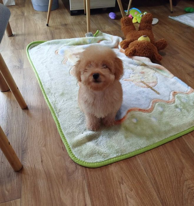 Пудел Мини -момченце