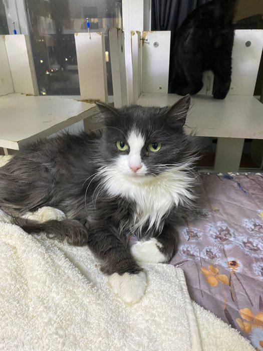 Кошка в добрые руки