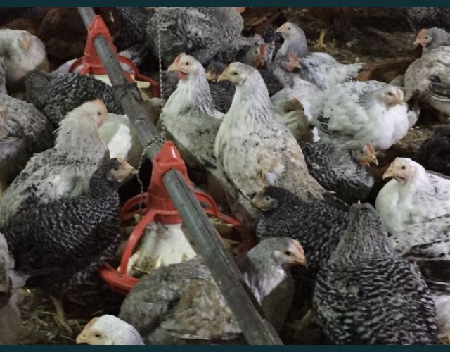 pui rasa mixta (rosu si porumbac )