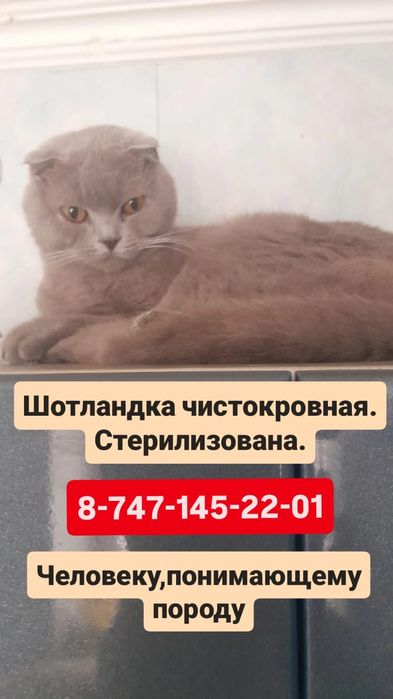 Породистая кошечка