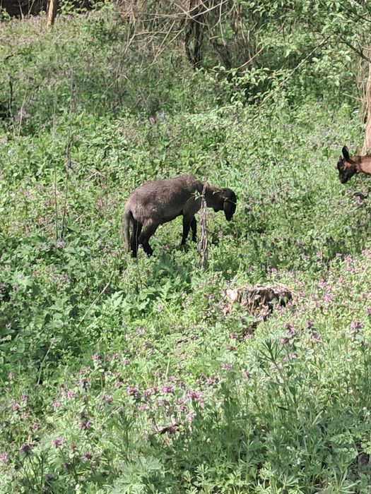 Vand miel carabas sarbesc