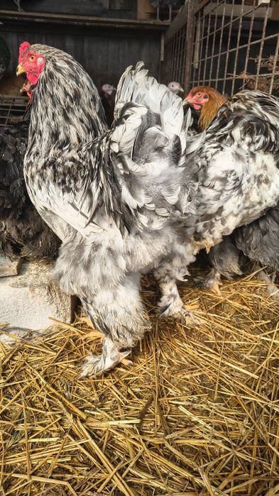 Vând cocoși Brahma