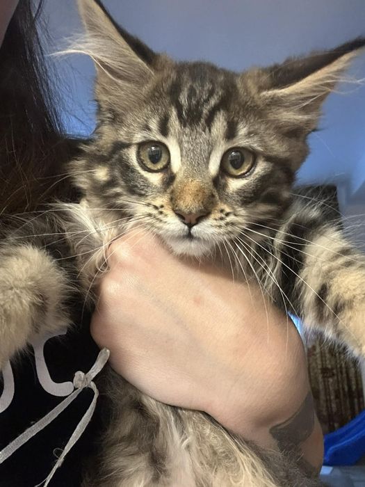 Pui Maine coon cu pedigree