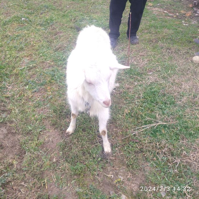 Rasiski echki 2 bugaz echki