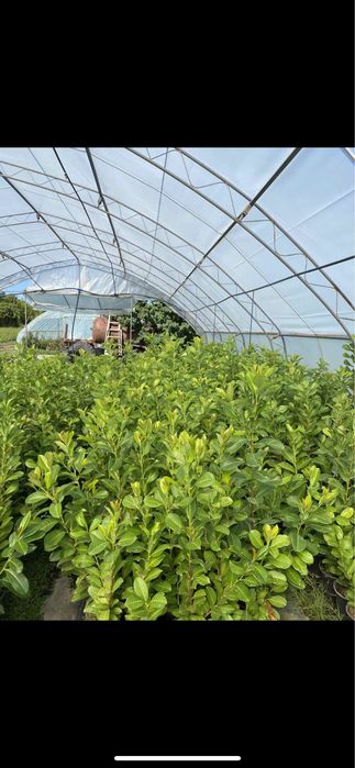 Паулония!!!Дървета,туя храсти и много разнообразие.