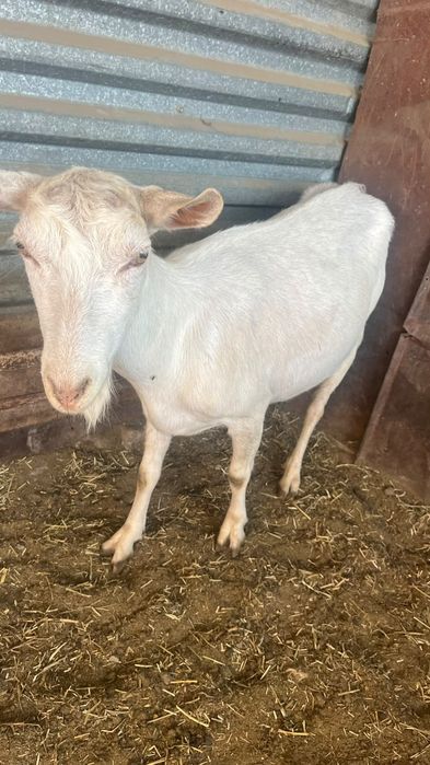 Продам занен ешкілер сатылады.