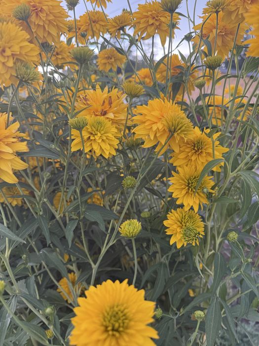 Продам летнюю дачу