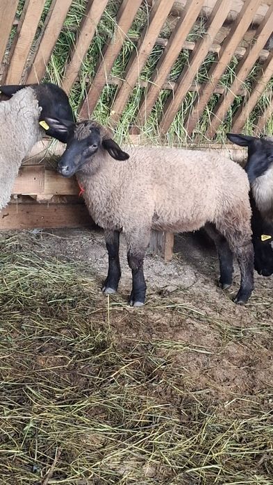 Mielute si berbecuti Suffolk