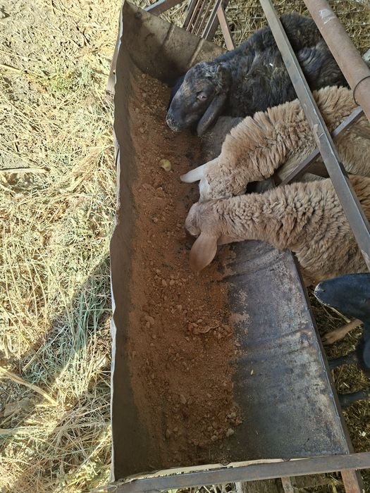 Йем молучун пишган