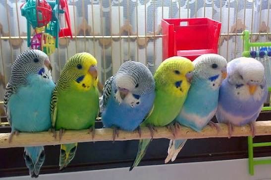 Волнистые попугаи