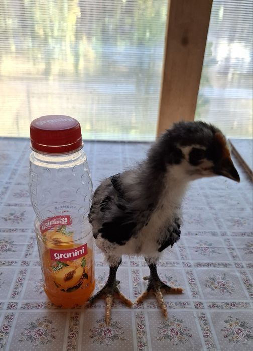 Vand ouă Jersey Giant Găina Uriașă,SussexHD, ItalianaArgintie.