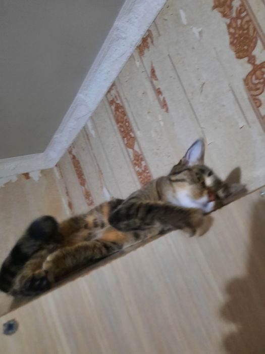 Отдам бесплатно кошка 1 год 7 месяцев