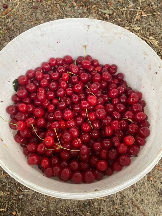 Продам вишню ...