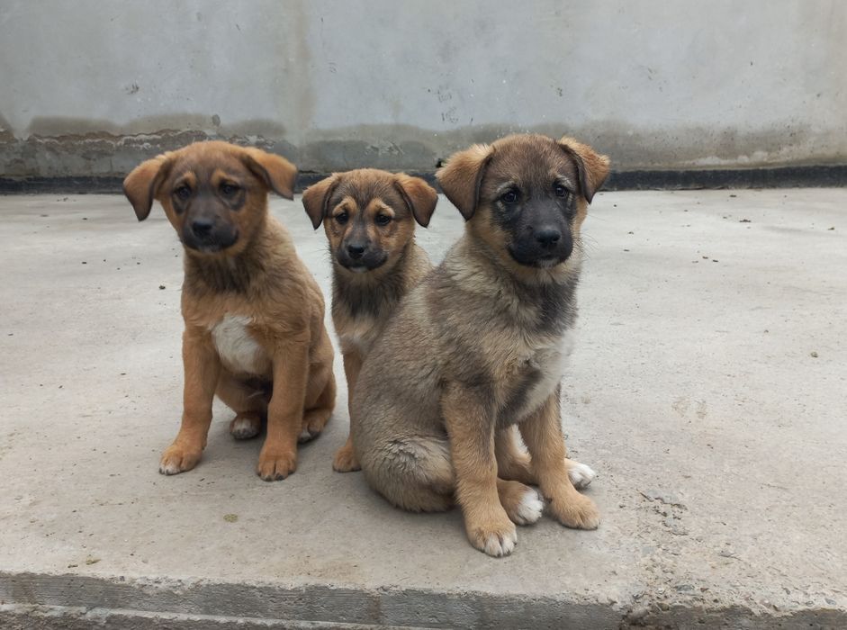 Кучук болаларини яхши эгаларига бераман