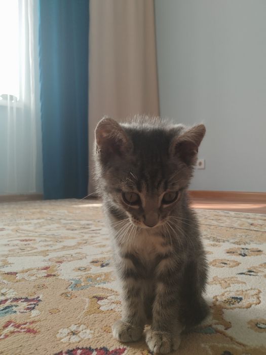 Отдам котенка даром