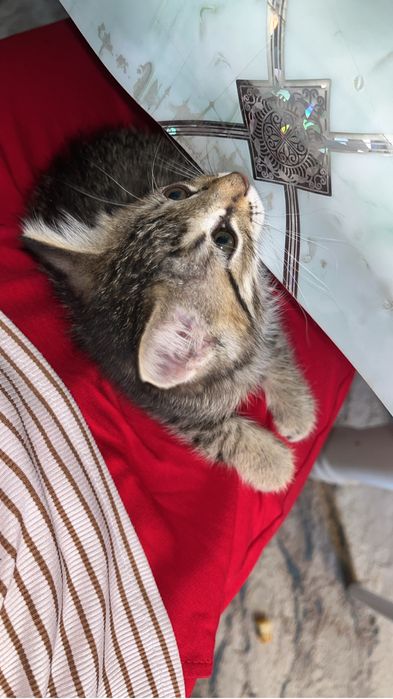 Кошка маленкая горантия нету
