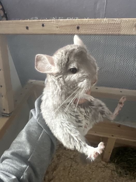 Шиншила  продается город актау