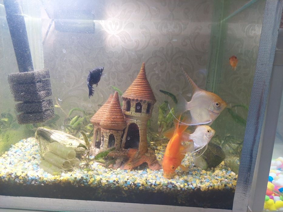 Продаётся аквариум с рыбками
