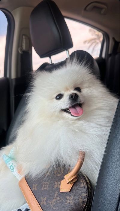 Малый шпиц померанский. Вязка кабель