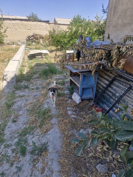 Yer uchastkasi sotiladi