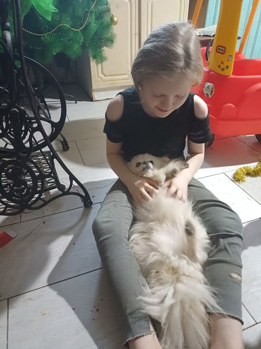 Ищем добрые руки немецкому шпицу