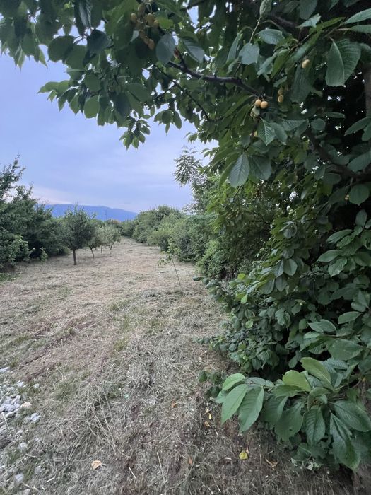 Косене на тревни площи и рязане на дърва и дървета