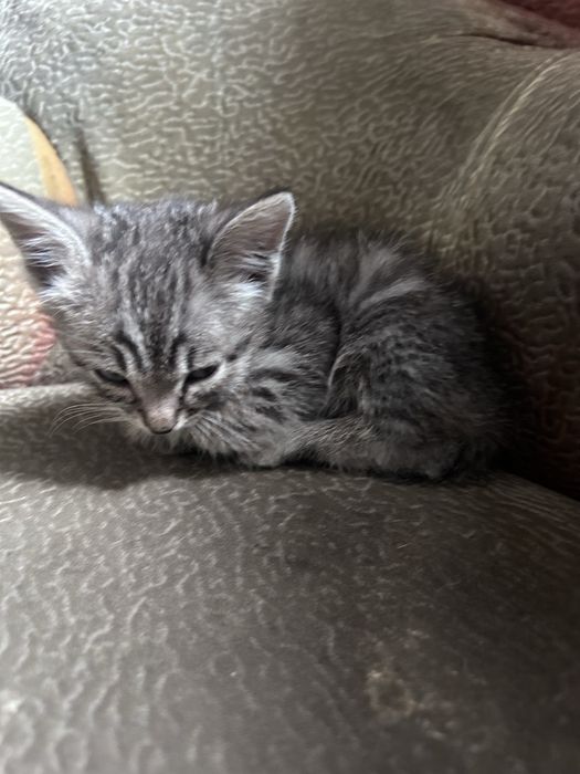 Отдам котят бесплатно