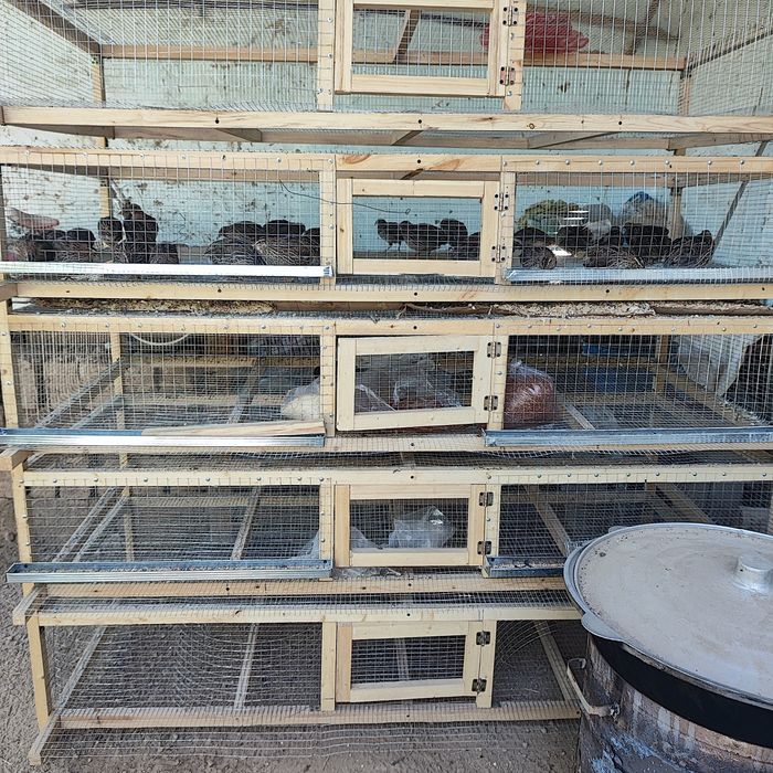 Yangi Bedana katak 500 talik