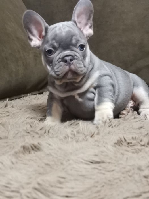 Малыши французики