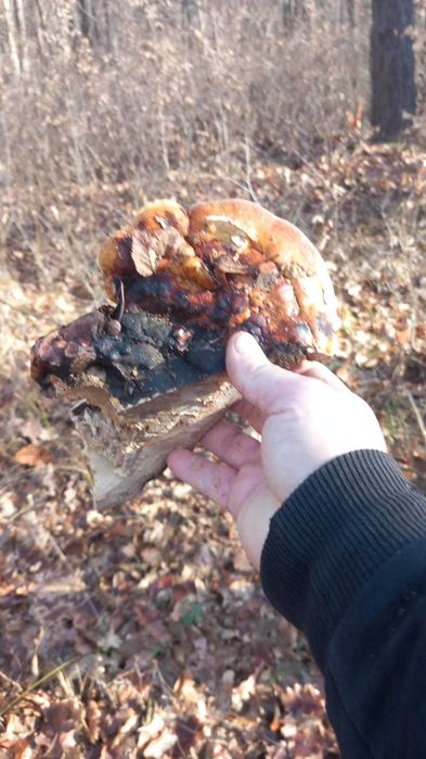 Fomitopsis pinicola ciuperca medicinala
