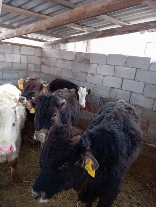 Продам бычков домашних