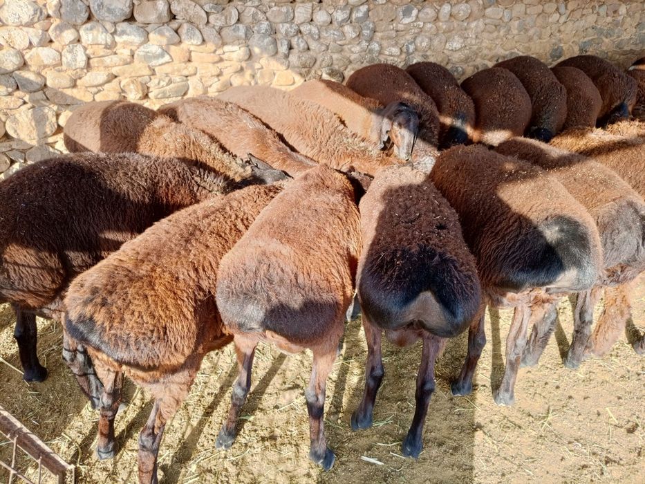 Sotiladi 59 ta jaydari boqilgan qoʻzilar .Yoshi 5 oylik donaga sotilad