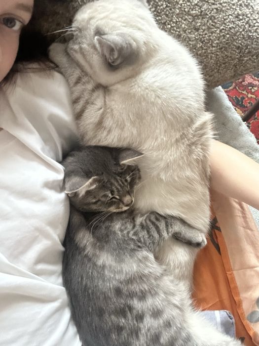 Котят в добрые руки!