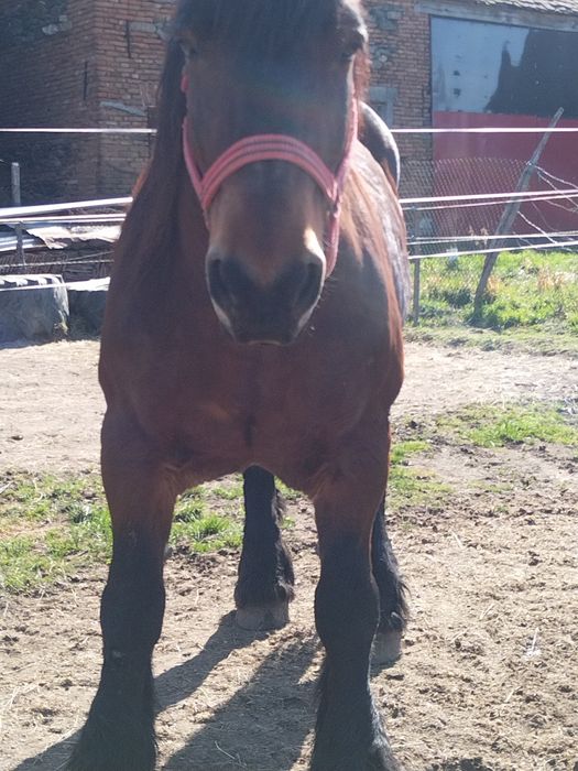 Iepe gestante de vănzare