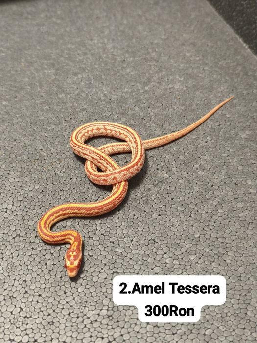 Sarpe Corn Snake (De Porumb)