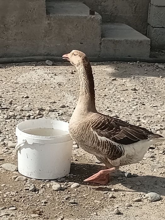 Гусь сатылады семыз ургашы