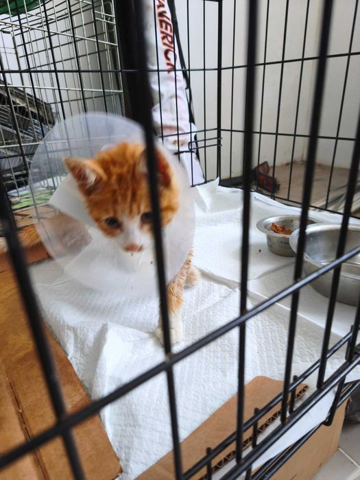 Подарявам мъжко коте на 3 месеца