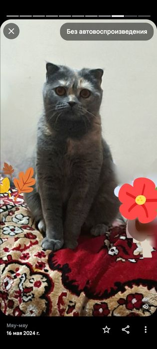 Кошка ищет жениха