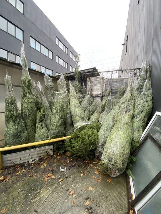 Brazi de Craciun 3-5 metri