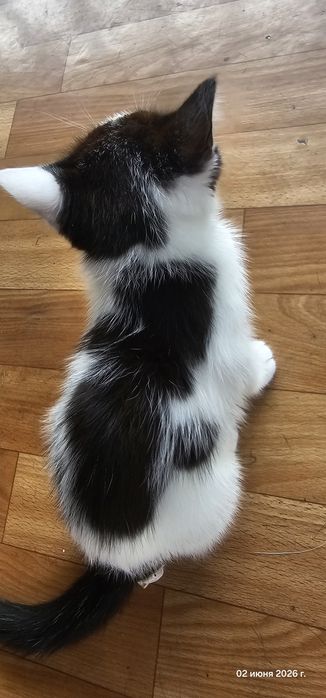 Отдам котенка в хорошие руки