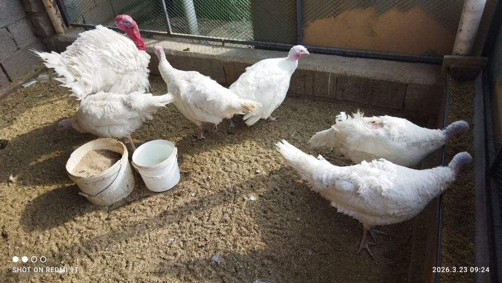 Индюки семья 1+5