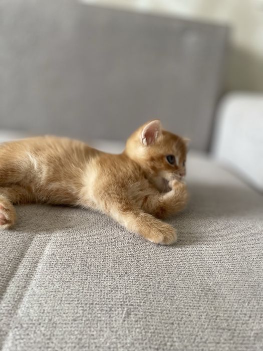 Продается котенок