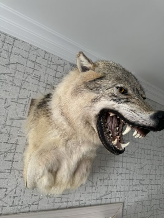 чучело волка