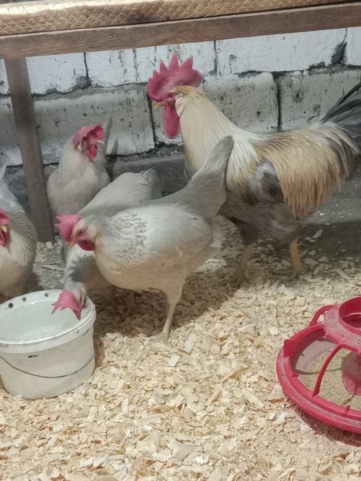 Куры . Легорн Изабелла