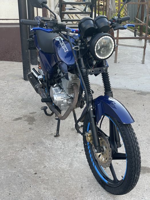 Racer tiger