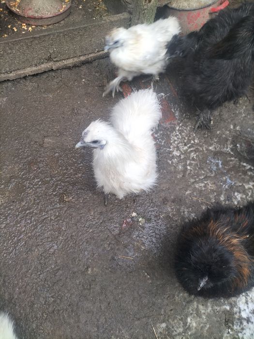 Cocoși de mătase 50 Ron buc