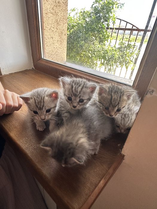 Кошка мысык мысық