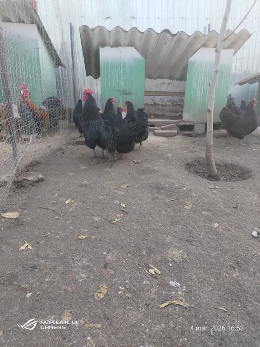 Pui de găină australorp  si rasă mixtă