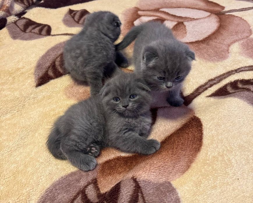 Пишакчалар сотилаг